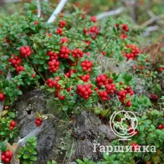 Брусника Ред Перл-1