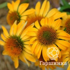 Харвест Мун-1