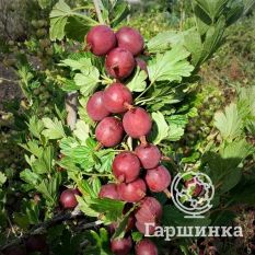 Каптиватор-3