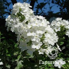 Флокс метельчатый Фуджияма (Fujiyama)-3