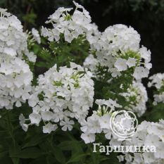 Флокс метельчатый Фуджияма (Fujiyama)-1