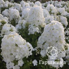 Флокс метельчатый Фуджияма (Fujiyama)-2