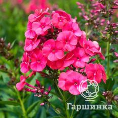 Флокс метельчатый Гренадин Дрим (GrenadineDream)-1