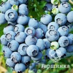 Блюкроп (среднеспелый)-1