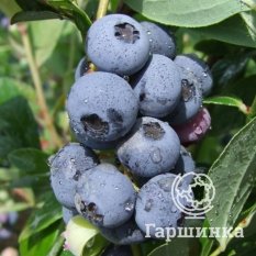 Голдтраубе (позднеспелый) -2