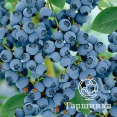 Голдтраубе (позднеспелый) -1