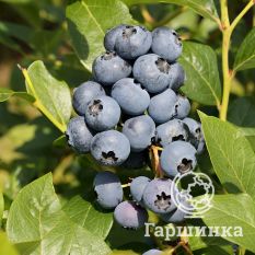 Сиерра (раннеспелый)-1