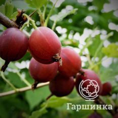 Каптиватор-2