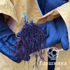 Лемон Квин-2