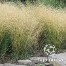 Луговик (Щучка) Голдтау-1