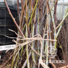 Малина черная Кумберленд-3