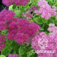 Очиток Brilliant (Бриллиант)-3