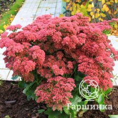 Очиток Brilliant (Бриллиант)-4