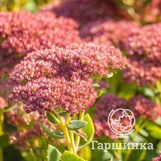 Очиток Brilliant (Бриллиант)-2