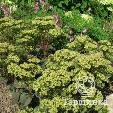 Очиток Citrus Twist (Цитрус Твист)-1