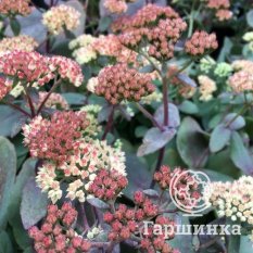 Очиток Xenox (Ксенокс)-1