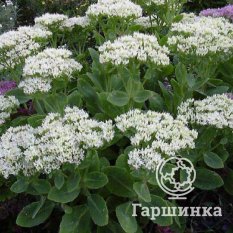 Очиток Stardust (Стардаст)-2