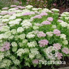 Очиток Stardust (Стардаст)-1