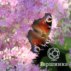 Очиток Stardust (Стардаст)-4