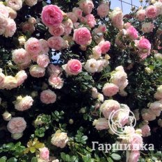 Роза Пьер де Ронсар-1