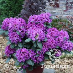 Рододендрон Распутин-1