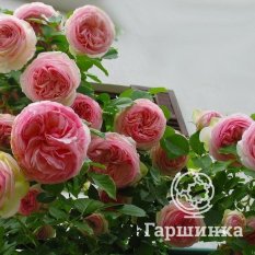 Роза Пьер де Ронсар-2