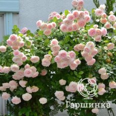 Роза Пьер де Ронсар-3