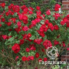 Все сорта канадской селекции-1