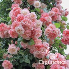 Роза Амаретто флорибунда, Топалович-1