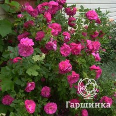 Роза Джон Кэбот канадская парковая-1