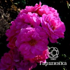 Роза Джон Кэбот канадская парковая-4