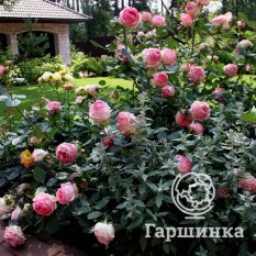 Ферст Леди-2