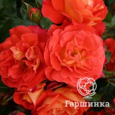 Роза Гебрюдер Гримм-4