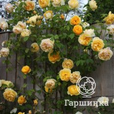 Роза Грэхам Томас-4