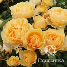 Роза Грэхам Томас-3