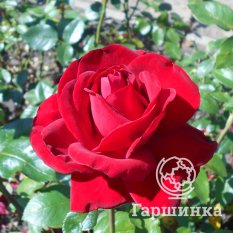 Роза Ингрид Берман-3