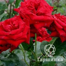 Роза Ингрид Берман-4