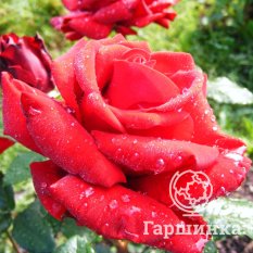 Роза Ингрид Берман-2