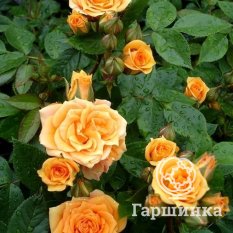 Клементина-1