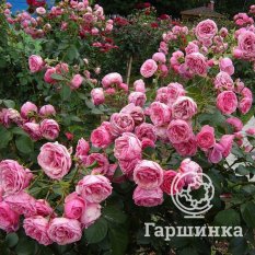 Роза Помпонелла-2