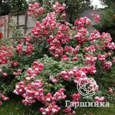 Роза Помпонелла-1