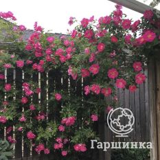 Роза Уильям Баффин канадская парковая-4