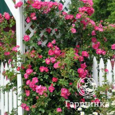 Роза Уильям Баффин канадская парковая-1