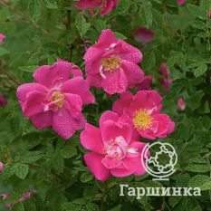 Роза Уильям Баффин канадская парковая-3