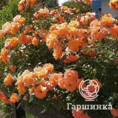 Роза Вестерланд-1