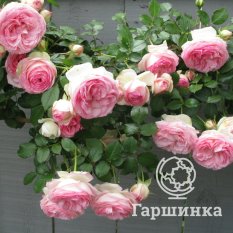 Роза Пьер де Ронсар-4