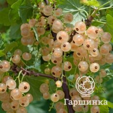 Витте Холландер-2