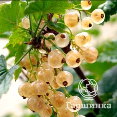 Витте Холландер-1