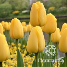 Голден Оксфорд-1