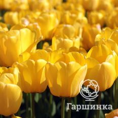 Голден Оксфорд-3